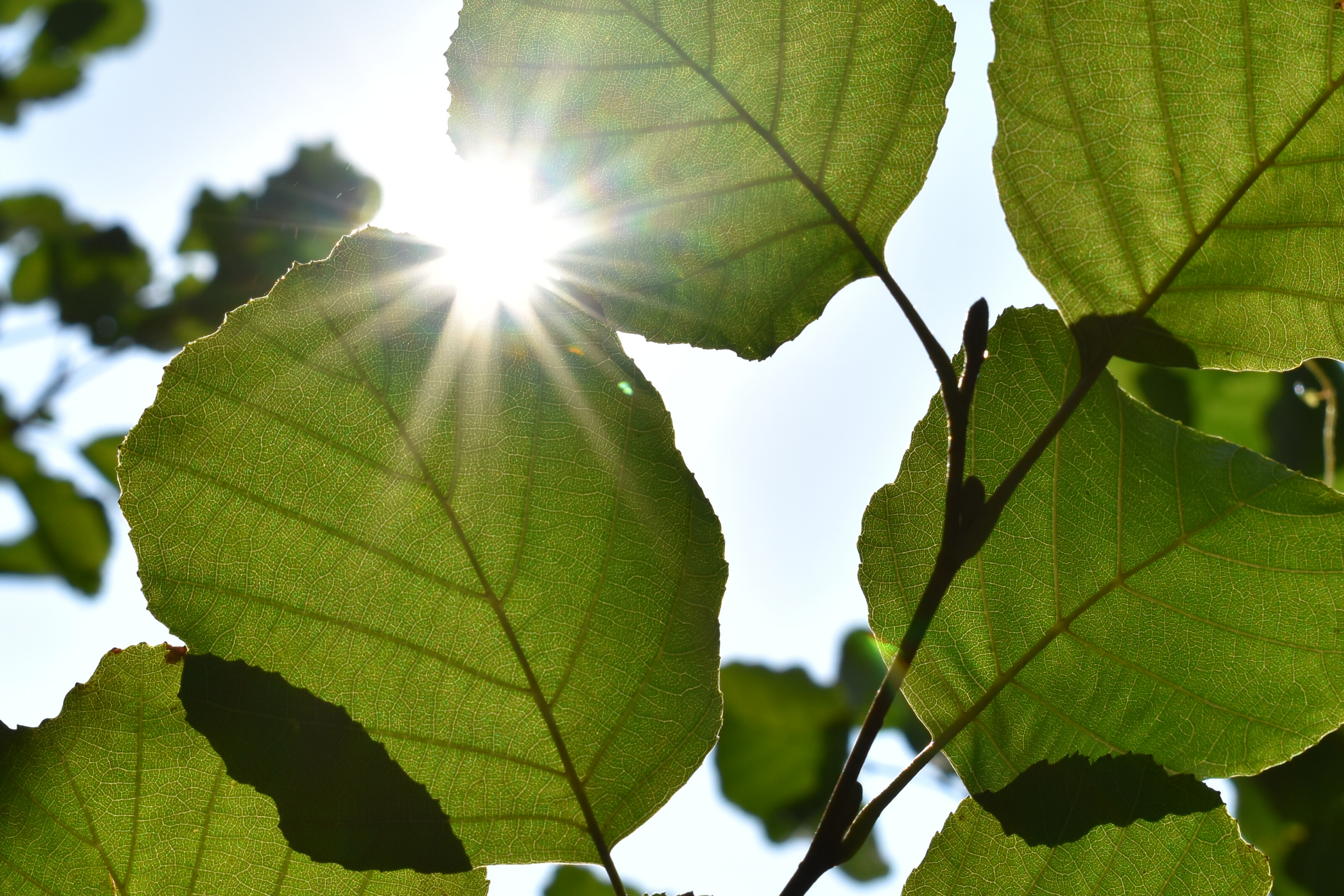 Mental Wellness Picture - Leaves with sunlight shining in background, representative of mental wellness associated with Our Wellness Solution - UWP Six Pillars