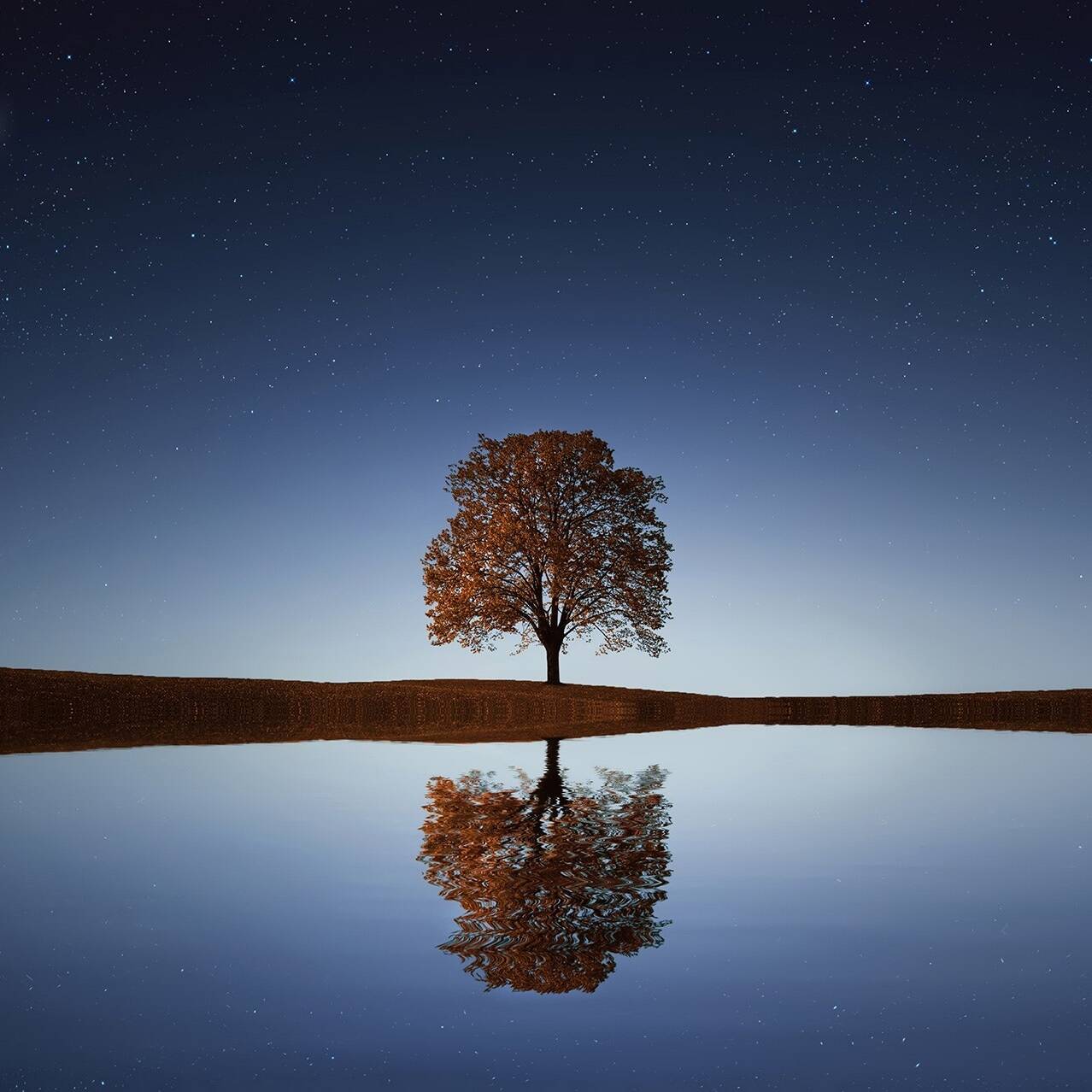 Single Tree, Nigh sky lake image with reflection